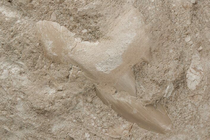 Otodus Shark Tooth Fossil in Rock - Eocene #215652